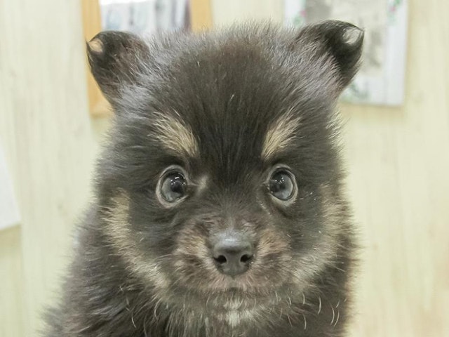 沖縄県のハーフ犬 (ペッツワンABLOうるま店/2024年2月17日生まれ/男の子/ブラックタン)の子犬